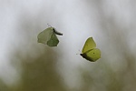 Zitronenfalter (Gonepteryx rhamni)