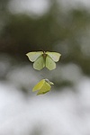 Zitronenfalter (Gonepteryx rhamni)
