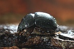 Geh�rnter Mistk�fer (Odonteus armiger)