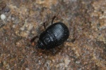Geh�rnter Mistk�fer (Odonteus armiger)