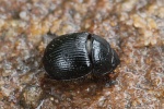 Geh�rnter Mistk�fer (Odonteus armiger)