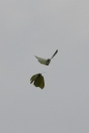 Zitronenfalter (Gonepteryx rhamni)