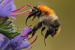 Ackerhummel (Bombus agrorum)