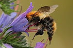 Ackerhummel (Bombus agrorum)