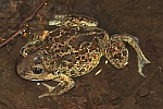 Knoblauchkrte (Pelobates fuscus)