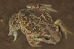 Knoblauchkrte (Pelobates fuscus)