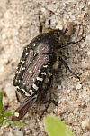 Trauer-Rosenkfer (Oxythyrea funesta)