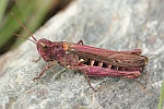 Biguttulus-Gruppe (Gruppe biguttulus)