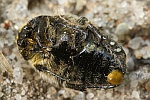 Trauer-Rosenkfer (Oxythyrea funesta)
