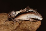 Birken-Zahnspinner (Pheosia gnoma)
