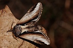 Birken-Zahnspinner (Pheosia gnoma)