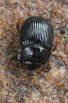 Geh�rnter Mistk�fer (Odonteus armiger)