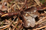 Mönch-Zahnspinner (Odontosia carmelita)
