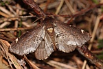 Mönch-Zahnspinner (Odontosia carmelita)