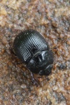 Geh�rnter Mistk�fer (Odonteus armiger)