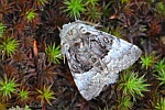 Haseleule (Colocasia coryli)