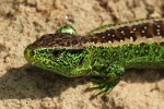 Zauneidechse (Lacerta agilis)