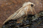 Morpheus-Staubeule (Caradrina morpheus)