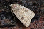 Morpheus-Staubeule (Caradrina morpheus)