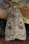 Morpheus-Staubeule (Caradrina morpheus)