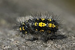 Schnbr (Callimorpha dominula)