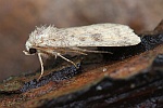 Morpheus-Staubeule (Caradrina morpheus)
