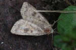 Morpheus-Staubeule (Caradrina morpheus)