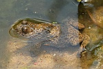 Gelbbauchunke (Bombina variegata)