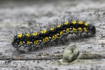 Schnbr (Callimorpha dominula)