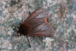 Zimtb�r (Phragmatobia fuliginosa)
