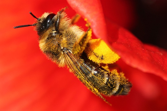 Hosenbiene (Dasypoda hirtipes)