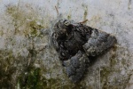 Haseleule (Colocasia coryli)