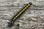 Schnbr (Callimorpha dominula)