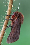 Zimtb�r (Phragmatobia fuliginosa)