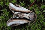 Birken-Zahnspinner (Pheosia gnoma)