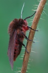 Zimtb�r (Phragmatobia fuliginosa)