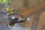 Gemeiner Taumelkfer (Gyrinus substriatus)