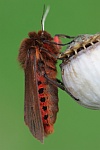 Zimtb�r