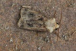 Magerwiesen-Bodeneule (Agrotis clavis)