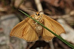 Zweipunkt-Sichelflügler (Watsonalla binaria)