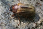 Gerippter Brachk�fer (Amphimallon solstitiale)