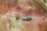 Erzwespe (Familie torymidae)
