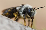 Graue Sandbiene (Andrena cineraria)