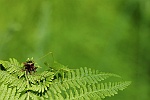 Laubholz-Sbelschrecke (Barbitistes serricauda)
