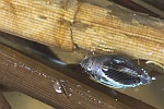 Gemeiner Taumelkfer (Gyrinus substriatus)
