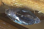 Gemeiner Taumelkäfer (Gyrinus substriatus)