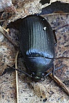Mattschwarzer Pflanzenk�fer (Prionychus ater)