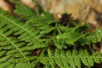 Laubholz-Sbelschrecke (Barbitistes serricauda)
