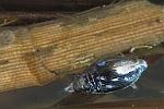 Gemeiner Taumelkfer (Gyrinus substriatus)