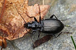 Schwarzer Enghalskfer (Limodromus assimilis)